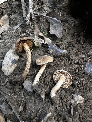  ( - HAY-F-005237)  @11 [ ] c (2023) Rudy Diaz Fungal Diversity Survey