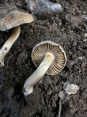  ( - HAY-F-005237)  @11 [ ] c (2023) Rudy Diaz Fungal Diversity Survey