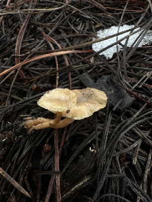  ( - HAY-F-005210)  @11 [ ] c (2023) Rudy Diaz Fungal Diversity Survey