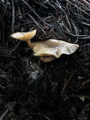  ( - HAY-F-005210)  @11 [ ] c (2023) Rudy Diaz Fungal Diversity Survey