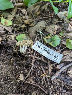  (Entoloma leucocarpum - HAY-F-004522)  @11 [ ] by-nc (2023) Stu Pickell Fungal Diversity Survey