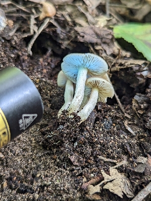  ( - HAY-F-004522)  @11 [ ] by-nc (2023) Stu Pickell Fungal Diversity Survey