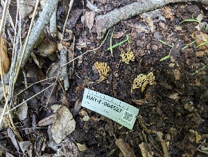  ( - HAY-F-004527)  @11 [ ] by-nc (2023) Stu Pickell Fungal Diversity Survey