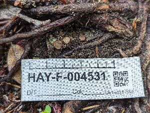  ( - HAY-F-004531)  @11 [ ] by-nc (2023) Stu Pickell Fungal Diversity Survey
