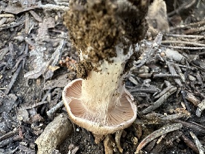  ( - HAY-F-001277)  @11 [ ] by-nc (2023) Aaron Tupac Fungal Diversity Survey