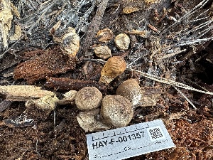  ( - HAY-F-001357)  @11 [ ] by-nc (2023) Aaron Tupac Fungal Diversity Survey