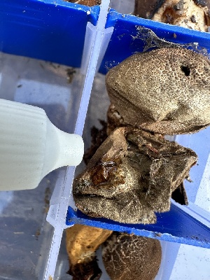  ( - HAY-F-001357)  @11 [ ] by-nc (2023) Aaron Tupac Fungal Diversity Survey