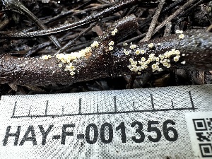  (Dasyscyphella - HAY-F-001356)  @11 [ ] by-nc (2023) Aaron Tupac Fungal Diversity Survey
