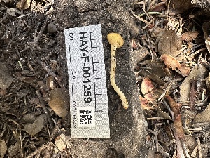  (Sowerbyella sp. CA01 - HAY-F-001259)  @11 [ ] by-nc (2023) Aaron Tupac Fungal Diversity Survey