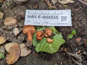  ( - HAY-F-004535)  @11 [ ] by-nc (2023) Stu Pickell Fungal Diversity Survey