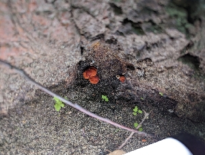  ( - HAY-F-004535)  @11 [ ] by-nc (2023) Stu Pickell Fungal Diversity Survey