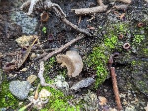  (Helvella sp. CA16 - HAY-F-004538)  @11 [ ] by-nc (2023) Stu Pickell Fungal Diversity Survey