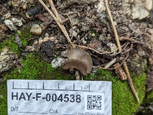  ( - HAY-F-004538)  @11 [ ] by-nc (2023) Stu Pickell Fungal Diversity Survey