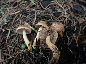  ( - HAY-F-003625)  @11 [ ] by-nc (2023) Sadie Hickey Fungal Diversity Survey