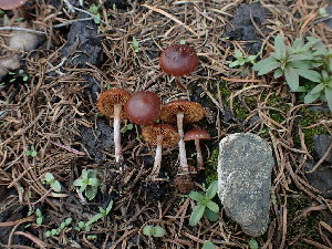  ( - HAY-F-003632)  @11 [ ] by-nc (2023) Sadie Hickey Fungal Diversity Survey