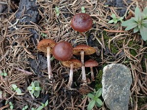  ( - HAY-F-003632)  @11 [ ] by-nc (2023) Sadie Hickey Fungal Diversity Survey