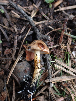  ( - HAY-F-003625)  @11 [ ] by-nc (2023) Sadie Hickey Fungal Diversity Survey