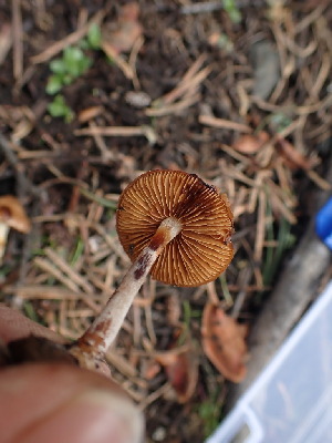  ( - HAY-F-003632)  @11 [ ] by-nc (2023) Sadie Hickey Fungal Diversity Survey