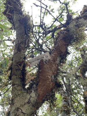  ( - HAY-F-004192)  @11 [ ] by-nc (2023) Jaren Hockert Fungal Diversity Survey