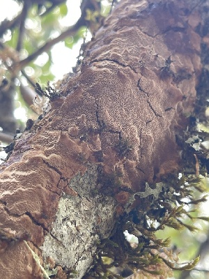  ( - HAY-F-004192)  @11 [ ] by-nc (2023) Jaren Hockert Fungal Diversity Survey