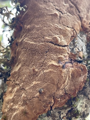  ( - HAY-F-004192)  @11 [ ] by-nc (2023) Jaren Hockert Fungal Diversity Survey