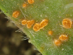  ( - HAY-F-004985)  @11 [ ] by-nc (2023) Dean Lyons Fungal Diversity Survey