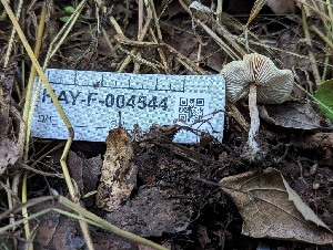  ( - HAY-F-004544)  @11 [ ] by-nc (2023) Stu Pickell Fungal Diversity Survey