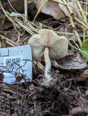  ( - HAY-F-004544)  @11 [ ] by-nc (2023) Stu Pickell Fungal Diversity Survey