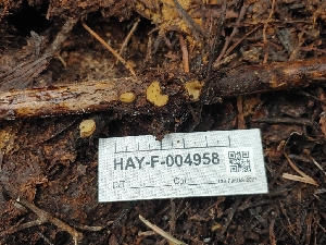  ( - HAY-F-004958)  @11 [ ] by-nc (2023) Warren Cardimona Fungal Diversity Survey