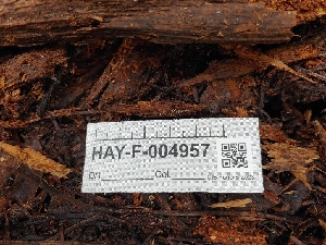  (Henningsomyces sp. candidus-CA02 - HAY-F-004957)  @11 [ ] by-nc (2023) Warren Cardimona Fungal Diversity Survey