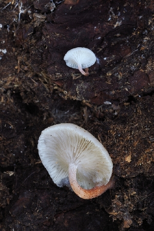  ( - HAY-F-004949)  @11 [ ] by-nc (2023) Warren Cardimona Fungal Diversity Survey