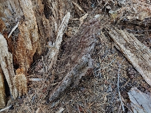  ( - HAY-F-004949)  @11 [ ] by-nc (2023) Warren Cardimona Fungal Diversity Survey