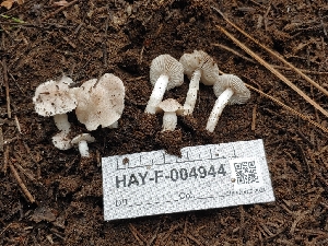  ( - HAY-F-004944)  @11 [ ] by-nc (2023) Warren Cardimona Fungal Diversity Survey
