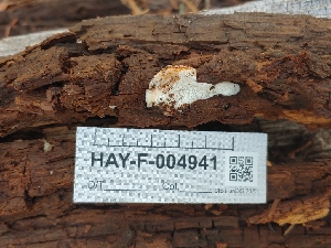  ( - HAY-F-004941)  @11 [ ] by-nc (2023) Warren Cardimona Fungal Diversity Survey