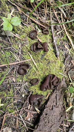  (Phylloscypha sp. PNW02 - HAY-F-002221)  @11 [ ] by-nc (2023) Thea Chesney Fungal Diversity Survey