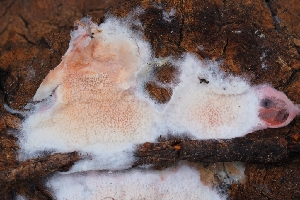  ( - HAY-F-004937)  @11 [ ] by-nc (2023) Warren Cardimona Fungal Diversity Survey