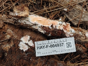  ( - HAY-F-004937)  @11 [ ] by-nc (2023) Warren Cardimona Fungal Diversity Survey