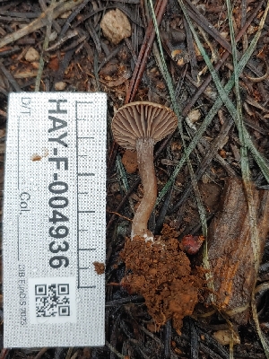  ( - HAY-F-004936)  @11 [ ] by-nc (2023) Warren Cardimona Fungal Diversity Survey