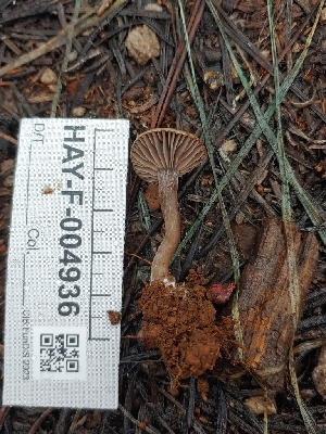  ( - HAY-F-004936)  @11 [ ] by-nc (2023) Warren Cardimona Fungal Diversity Survey