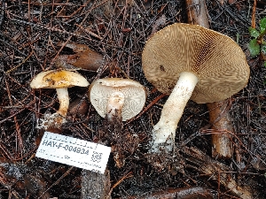  (Pholiota olivaceophylla - HAY-F-004934)  @11 [ ] by-nc (2023) Warren Cardimona Fungal Diversity Survey