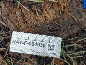  ( - HAY-F-004930)  @11 [ ] by-nc (2023) Warren Cardimona Fungal Diversity Survey