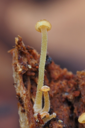  ( - HAY-F-004928)  @11 [ ] by-nc (2023) Warren Cardimona Fungal Diversity Survey