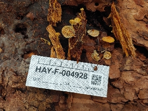  ( - HAY-F-004928)  @11 [ ] by-nc (2023) Warren Cardimona Fungal Diversity Survey