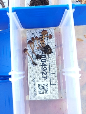  ( - HAY-F-004927)  @11 [ ] by-nc (2023) Warren Cardimona Fungal Diversity Survey