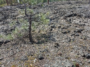  ( - HAY-F-004927)  @11 [ ] by-nc (2023) Warren Cardimona Fungal Diversity Survey