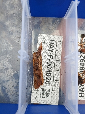  ( - HAY-F-004926)  @11 [ ] by-nc (2023) Warren Cardimona Fungal Diversity Survey