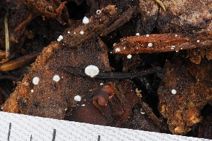  ( - HAY-F-004924)  @11 [ ] by-nc (2023) Warren Cardimona Fungal Diversity Survey