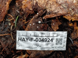  ( - HAY-F-004924)  @11 [ ] by-nc (2023) Warren Cardimona Fungal Diversity Survey