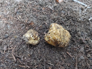  ( - HAY-F-000531)  @11 [ ] by-nc (2023) Warren Cardimona Fungal Diversity Survey