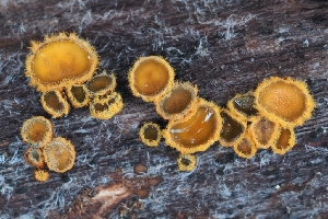  ( - HAY-F-000540)  @11 [ ] by-nc (2023) Warren Cardimona Fungal Diversity Survey